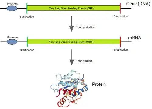 Origin of bacterial genes from split genes