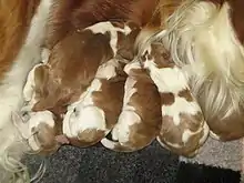 Image 31Newborn Welsh Springer Spaniels (from Puppy)