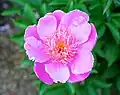 Close view of a peony at the festival