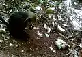 Nilgiri Langur feeding on a Cullenia exarillata seed