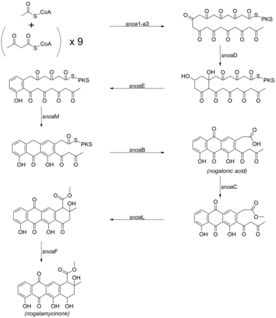 Biosynthetic pathway for the aglycone core of nogalamycin.