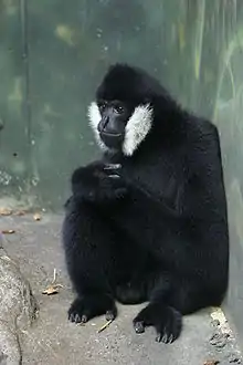 Black gibbon