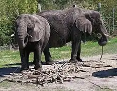 Elephants