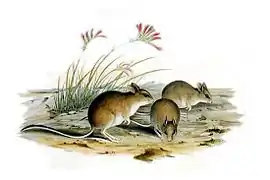 Gould lithograph of Mitchell's Hopping Mouse