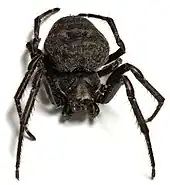 Macro image created with CombineZM. All parts of the spider are in focus.