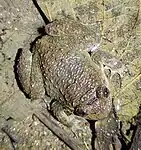 brownish frog dorsal view