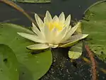 Nymphaea alba