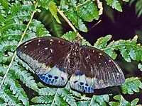 L. pardalis (male)