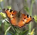 California tortoiseshell, Nymphalis californica