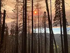 Through a screen of dead, burned trees a dark tower of smoke blocks out the setting sun.