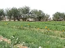 Growing vegetables in oasis Dal.