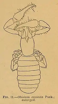 The image shows a chitrella cavicola. It has a long body, curled legs and scorpion-like pedipalps.