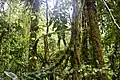 Cloud Forest of the Obo National Park.