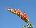 Ocotillo flower with a bee above — Tucson