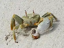 Green O. ceratophthalmus on Diego Garcia