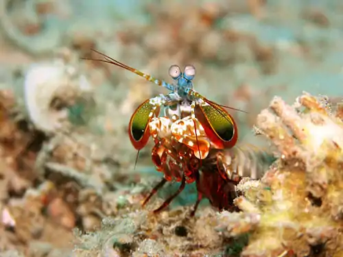 Image 24Mantis shrimpCredit: Jens PetersenMantis shrimp (peacock mantis shrimp – Odontodactylus scyllarus – pictured) are marine crustaceans of the order Stomatopoda. They take their name from the physical resemblance to praying mantises and shrimp.More selected pictures