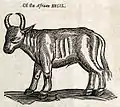 African Bugil-Cow woodcut