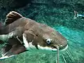 Redtail catfish