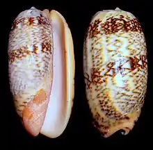 Oliva vidua