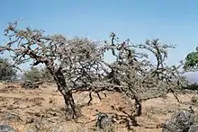 Image 8Frankincense trees in Dhofar in southern Oman (from Tourism in Oman)