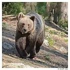 European brown bear