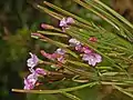 lesser hairy-willowherb