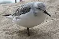 Resting at the Monterey Bay Aquarium aviary.