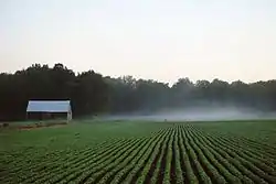 Tobacco crop growing in a farmer's field