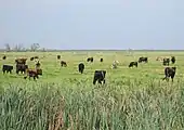 The Oostvaardersplassen is a Natura 2000 site in the Netherlands.