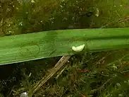 A transparent egg with a white embryo on the leaf of an aquatic plant