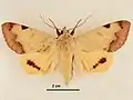 Male, dorsal view