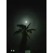 22° lunar halo behind coconut tree in Chikmagaluru on May 24, 2021