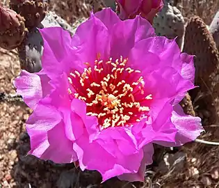 Deep magenta-red filaments and white to pink style