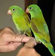 Orange-chinned parakeet(B. jugularis)