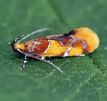 Orange-headed Epicallima - Hodges#1046 (Callima argenticinctella) lateral view