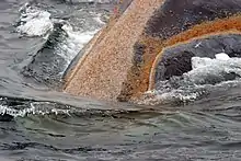 A colony of orange whale lice growing around a right whale's mouth