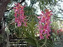 Orchids in a Creole garden