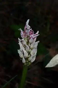 Orchis simia