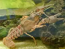 Crayfish