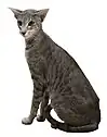 Oriental Shorthair