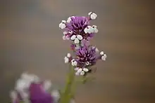 Purple bracts, C. densiflora