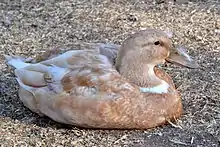 The Buff Orpington Duck