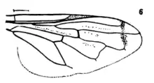 A drawing depicting the wing structure of Orthonevra bellula