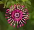 An osteospermum displayed as part of the 2008 Penn State horticultural trials