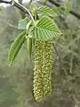 Male catkins of hop-hornbeam (Ostrya carpinifolia)