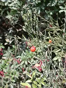 O. alba with fruits