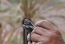 Egyptian Cobra "Ouraeus"