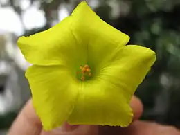 Flower detail