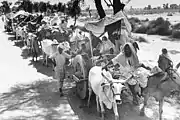 Rural Sikhs in a long oxcart train headed towards India.  1947.