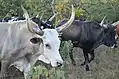 Oxen coming home after grazing